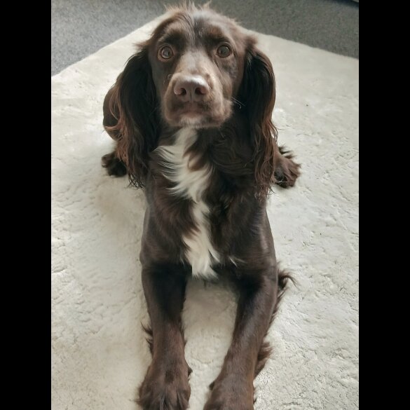 Cocker Spaniel (Working)