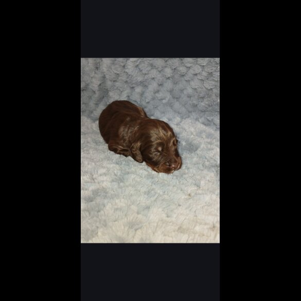 Cocker Spaniel (Working)