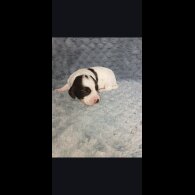 Cocker Spaniel (Working)