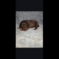 Cocker Spaniel (Working)