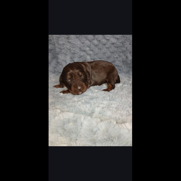 Cocker Spaniel (Working)