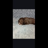 Cocker Spaniel (Working)