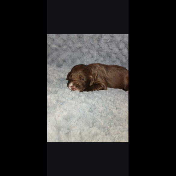 Cocker Spaniel (Working)