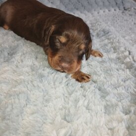 Cocker Spaniel (Working)