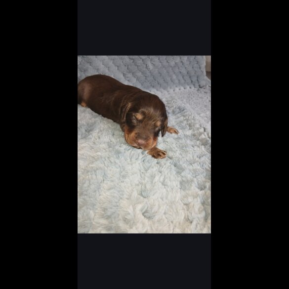 Cocker Spaniel (Working)