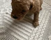 Poochon