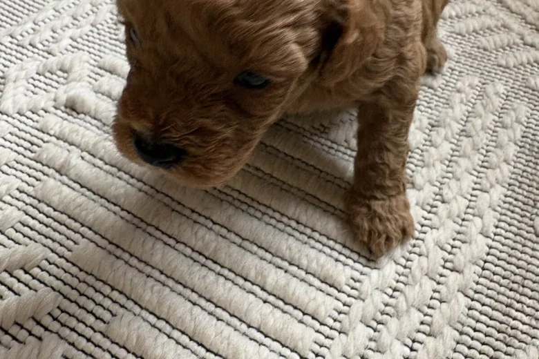 Poochon