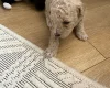 Poochon