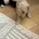 Poochon