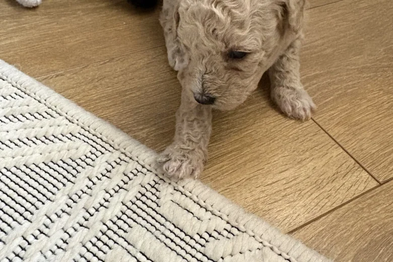 Poochon