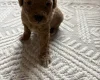 Poochon