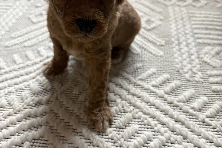 Poochon