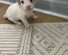 Poochon
