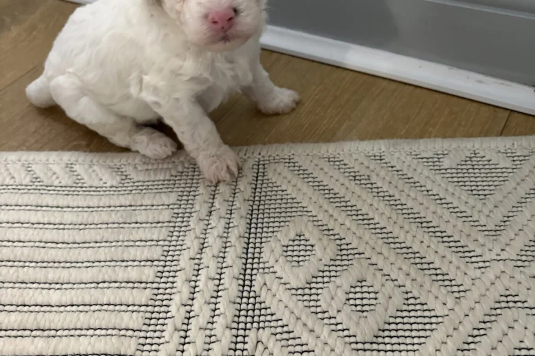 Poochon