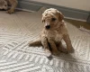 Poochon