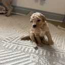Poochon
