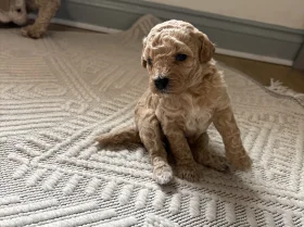 Poochon