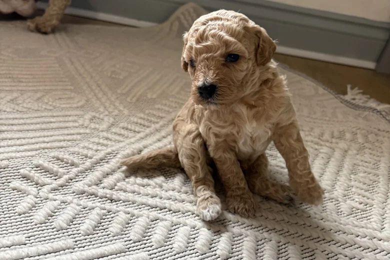 Poochon