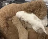 Poochon