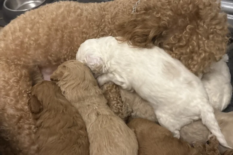 Poochon