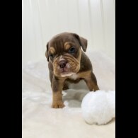 Dorset Olde Tyme Bulldogge