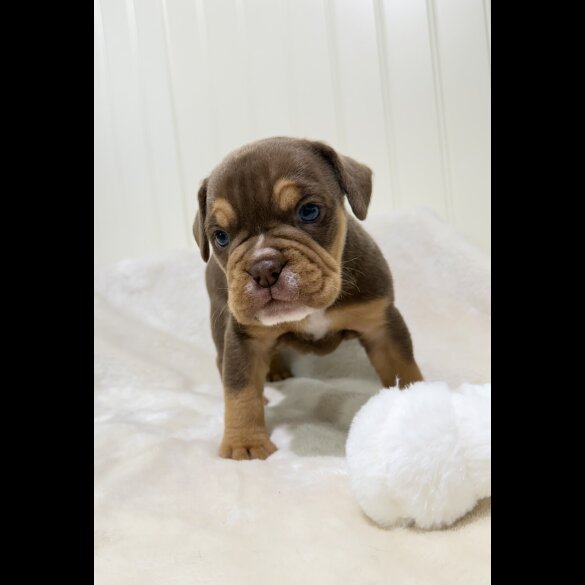 Dorset Olde Tyme Bulldogge
