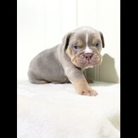 Dorset Olde Tyme Bulldogge