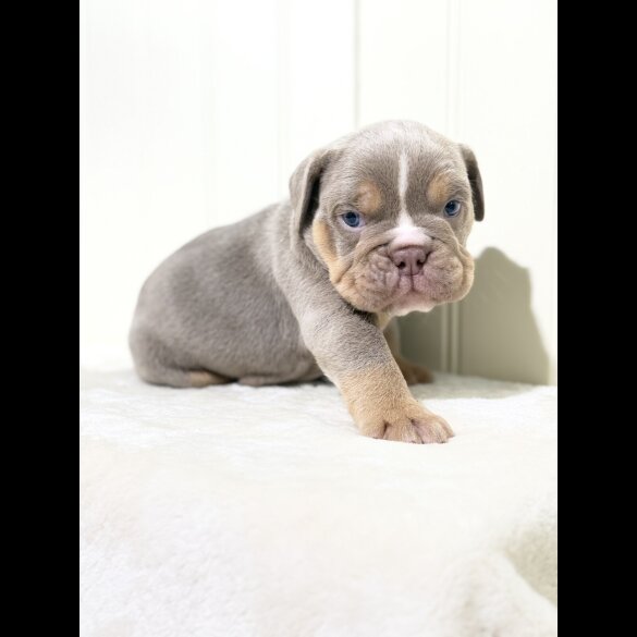 Dorset Olde Tyme Bulldogge