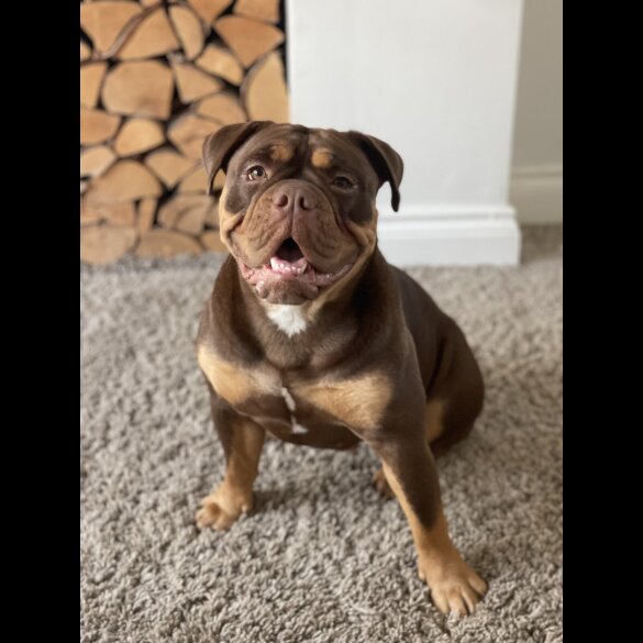 Dorset Olde Tyme Bulldogge