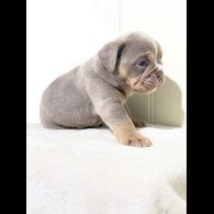 Dorset Olde Tyme Bulldogge