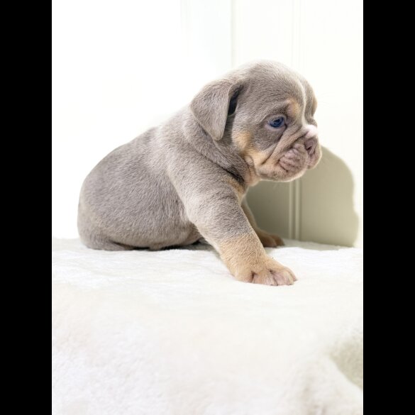 Dorset Olde Tyme Bulldogge