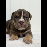 Dorset Olde Tyme Bulldogge