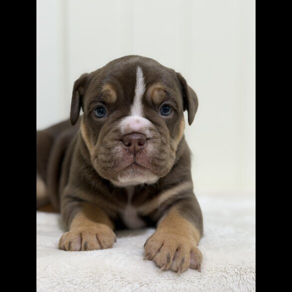Dorset Olde Tyme Bulldogge