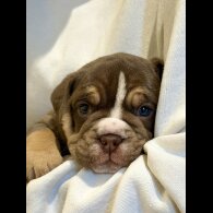 Dorset Olde Tyme Bulldogge