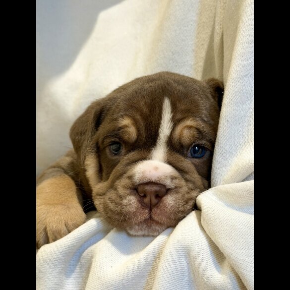 Dorset Olde Tyme Bulldogge