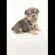 Dorset Olde Tyme Bulldogge