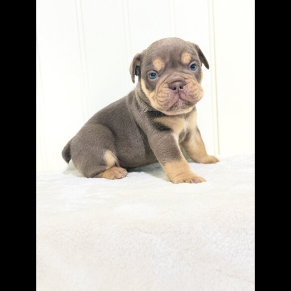 Dorset Olde Tyme Bulldogge