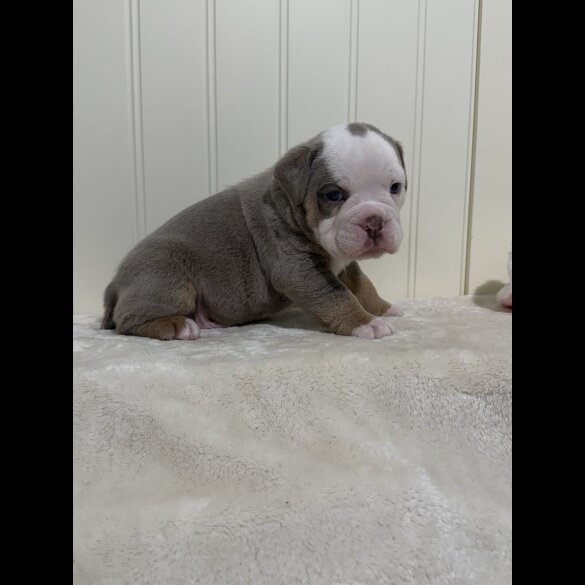 Dorset Olde Tyme Bulldogge