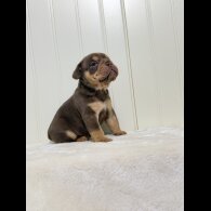 Dorset Olde Tyme Bulldogge