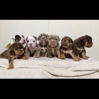 Dorset Olde Tyme Bulldogge