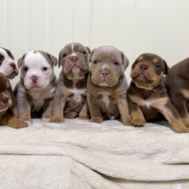 Dorset Olde Tyme Bulldogge