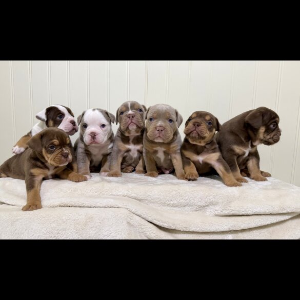 Dorset Olde Tyme Bulldogge