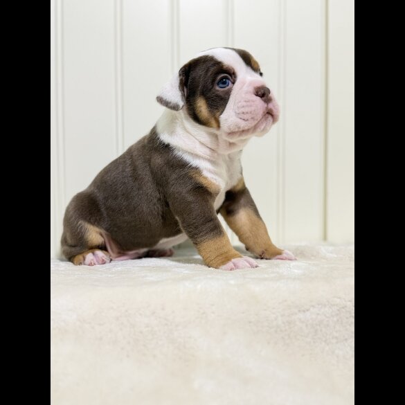 Dorset Olde Tyme Bulldogge