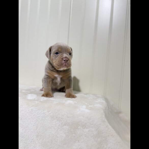 Dorset Olde Tyme Bulldogge