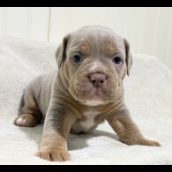 Dorset Olde Tyme Bulldogge