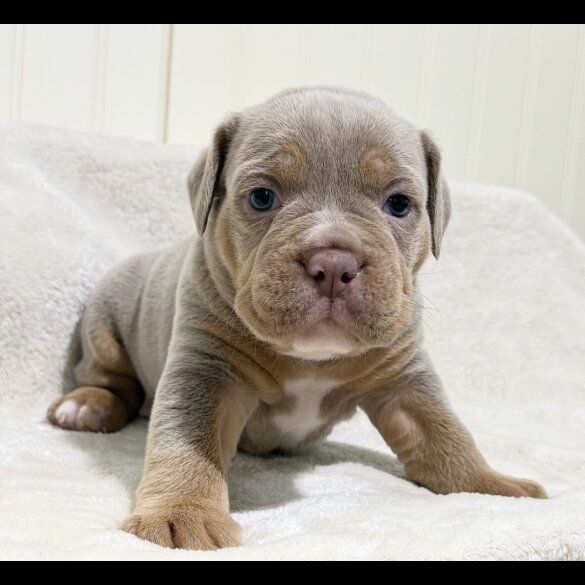 Dorset Olde Tyme Bulldogge