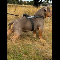 Dorset Olde Tyme Bulldogge