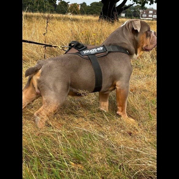 Dorset Olde Tyme Bulldogge