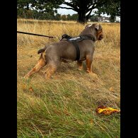 Dorset Olde Tyme Bulldogge