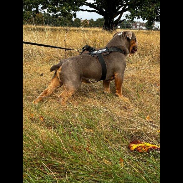 Dorset Olde Tyme Bulldogge